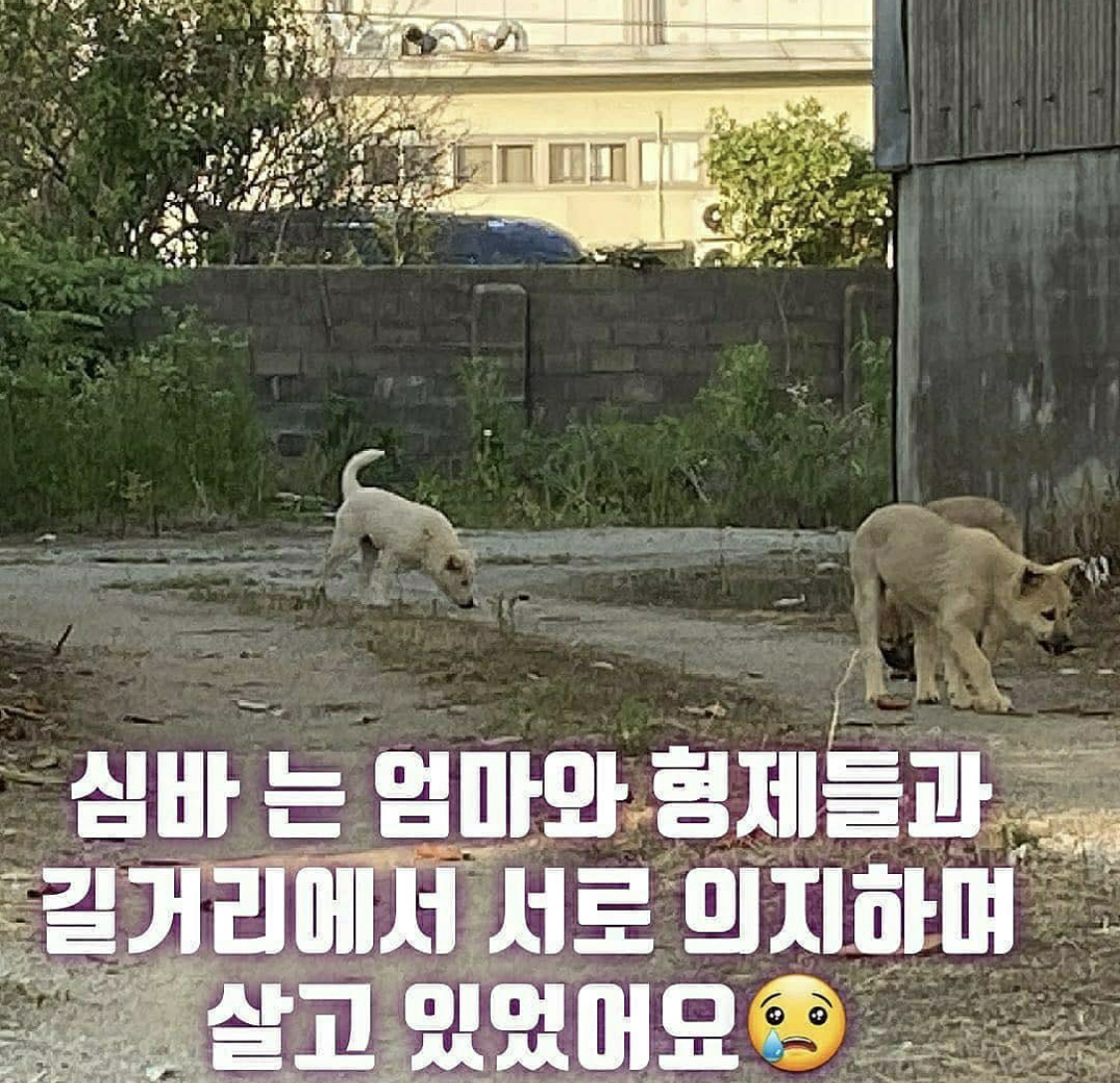 심바 이번주 안락사 확정 | 인스티즈