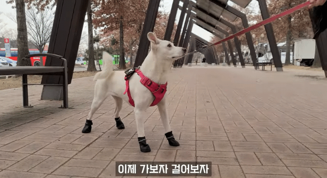 대부분의 반려견시설 이용이 불가한 진돗개+진도믹스 | 인스티즈