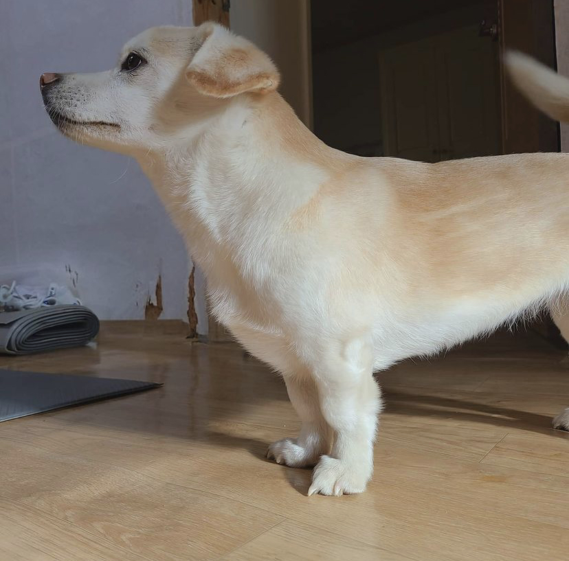 한 때 대한민국에서 모르는 사람이 없던 강아지 | 인스티즈