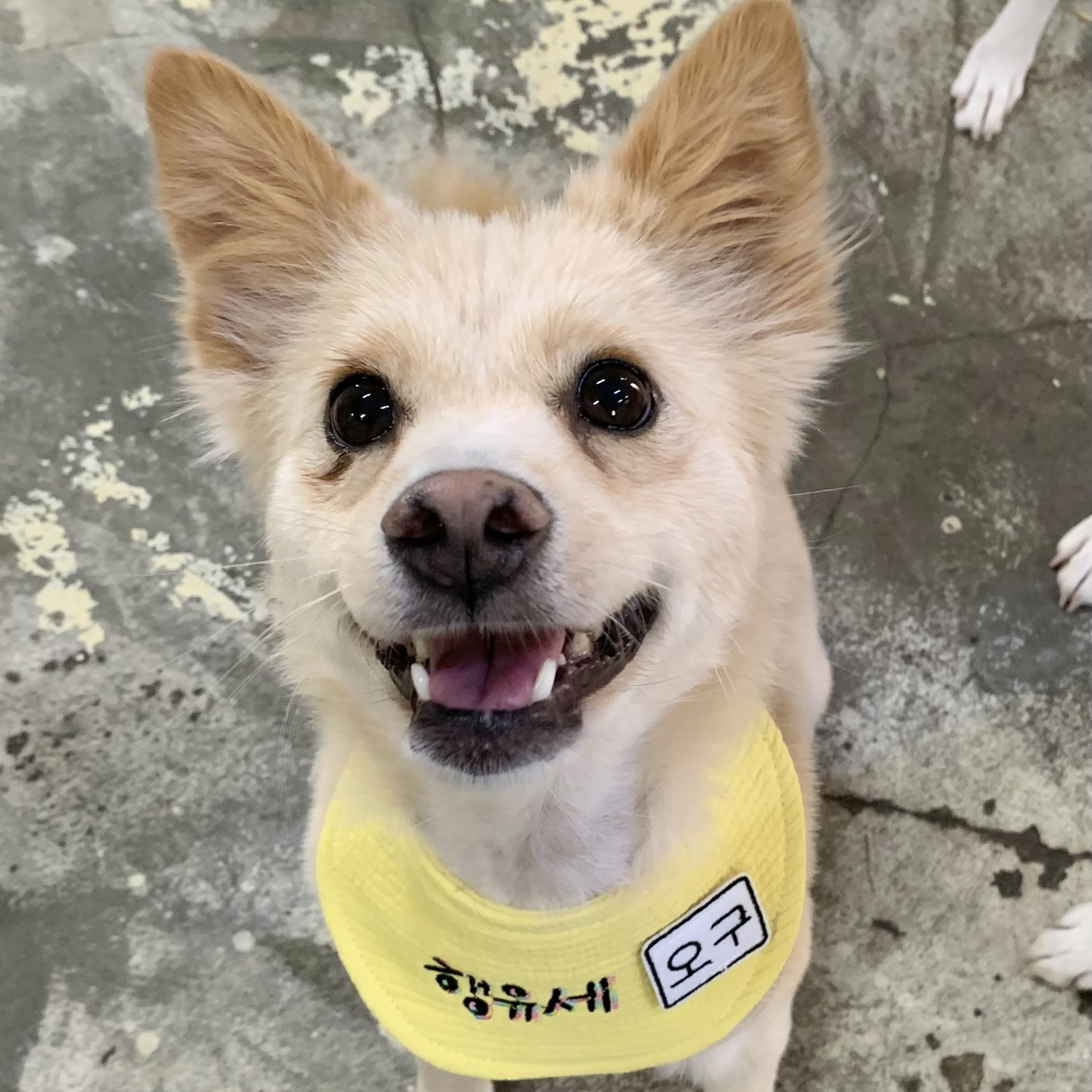 언니 나 안아.. 맨날 뽀뽀해주께💛 사랑둥이 오구의 평생가좍을 찾습니다! | 인스티즈