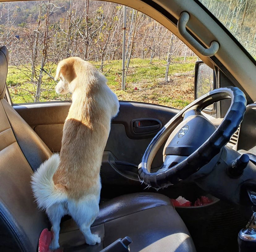한 때 대한민국에서 모르는 사람이 없던 강아지 | 인스티즈