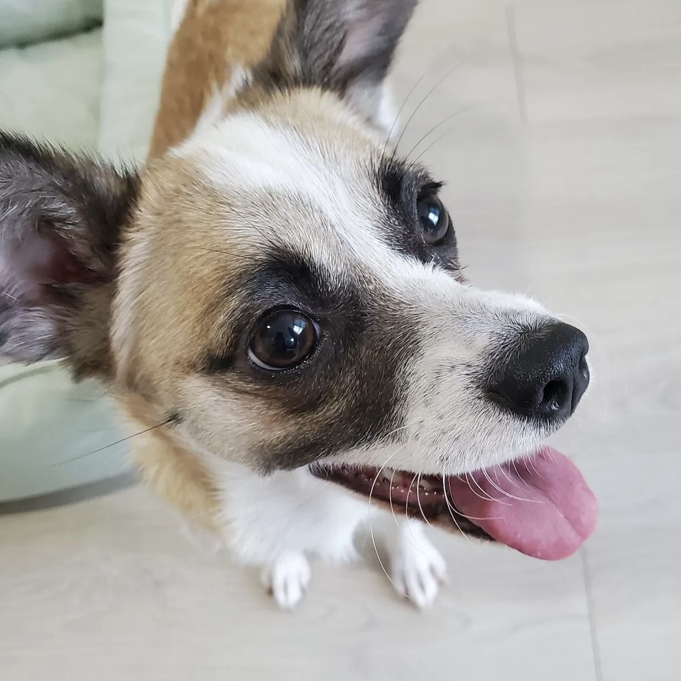 한국에서 너구리 키우기 합법임ㅇㅇ 🤎너구리믹스 모키의 가족을 찾아요! | 인스티즈