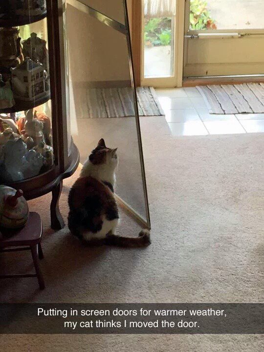 방충망을 옮겨놨더니 창문도 같이 이동한줄아는 고양이 | 인스티즈