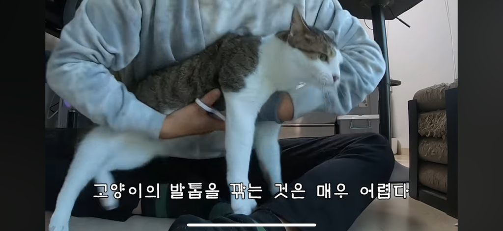 [hahaha] 도라에몽이 된 무(feat.무라에몽) | 인스티즈