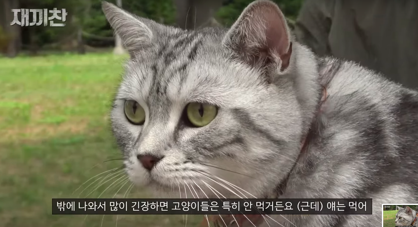 고양이 산책 시키는 강아지 훈련사 이찬종 선생님 | 인스티즈