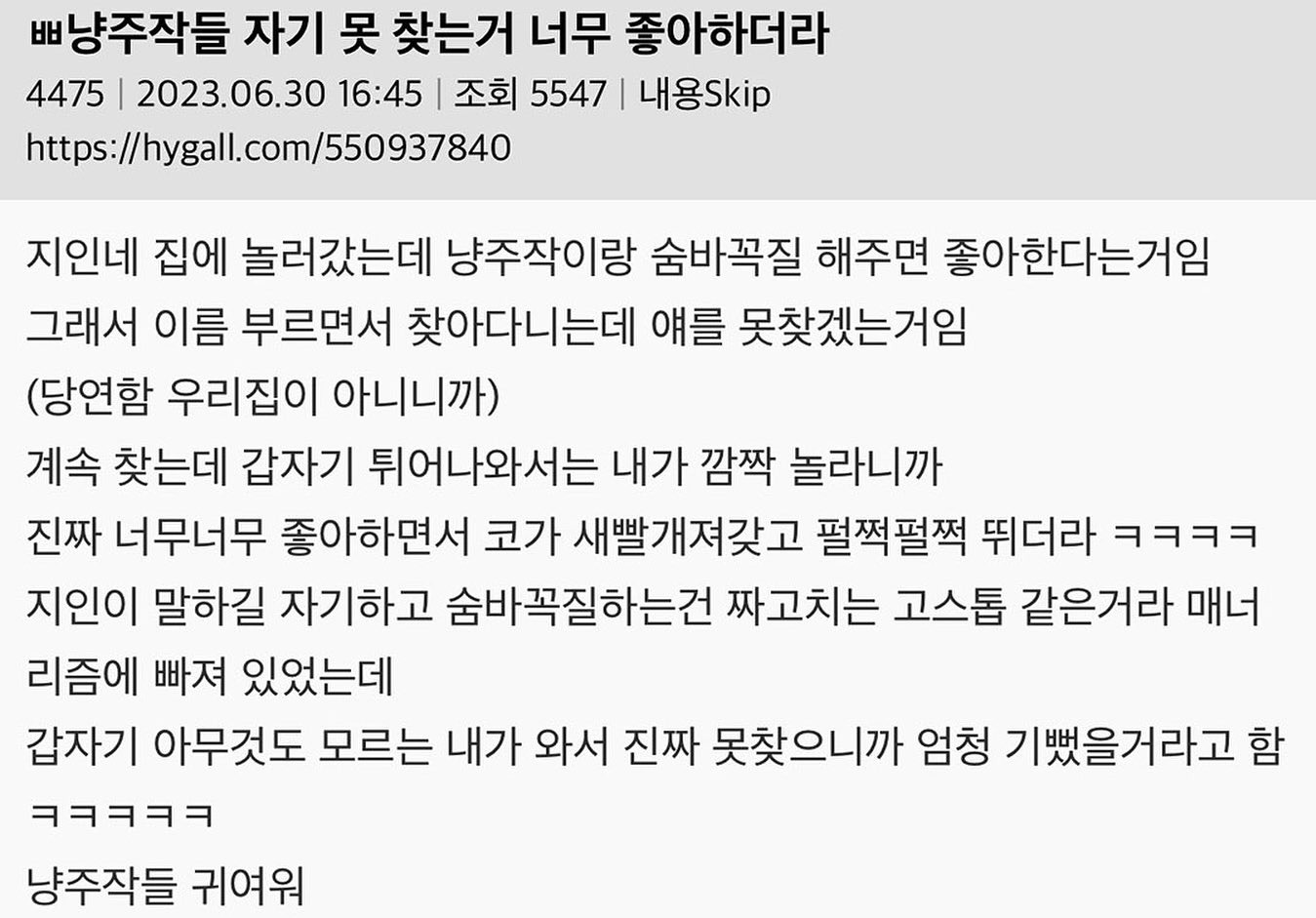고양이들 자기 못 찾는거 너무 좋아하더라 | 인스티즈