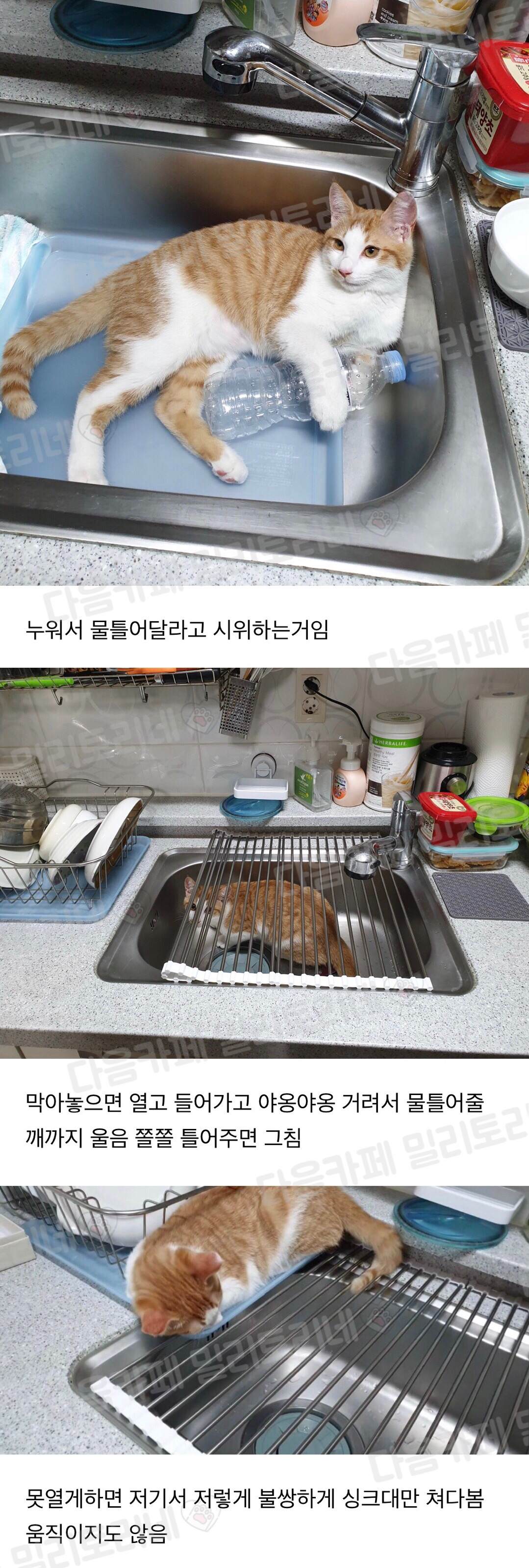 우리 집 고양이 자꾸 싱크대에서 목욕하고 싶어 하는 거 같애 | 인스티즈
