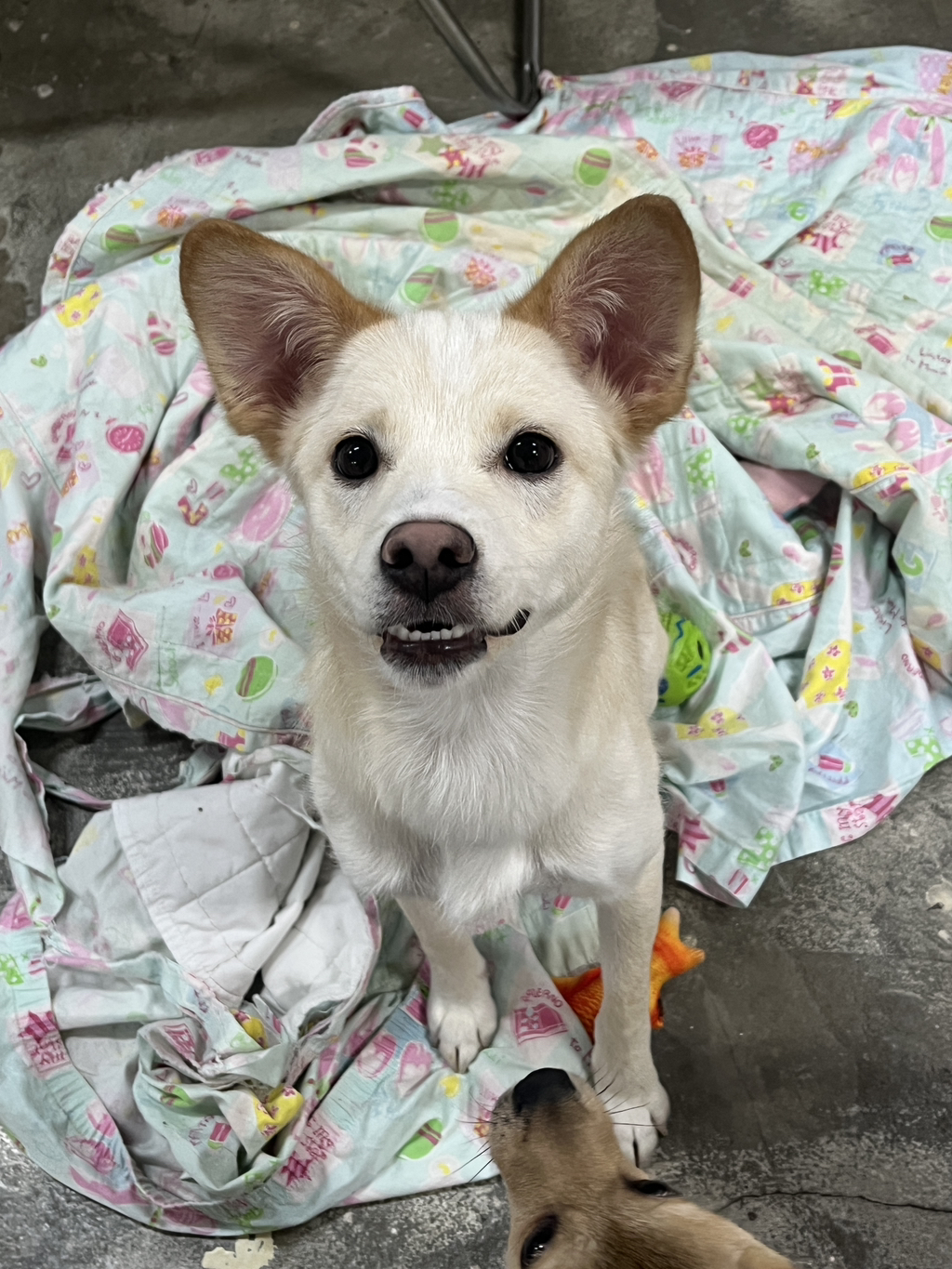 딱 3개월‼️ 따수운 임보처를 기다리는 귀염둥이들 🐶❤️ | 인스티즈