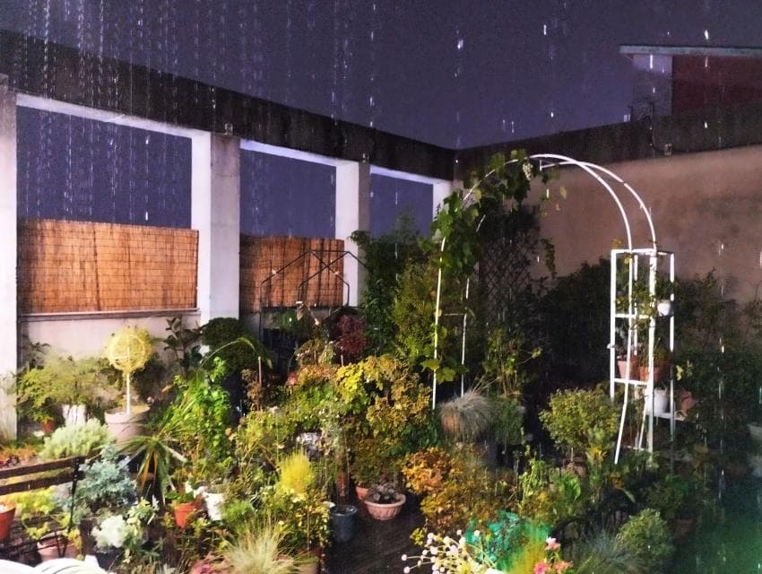 식물 가득한 옥상정원 🌿🍃 | 인스티즈