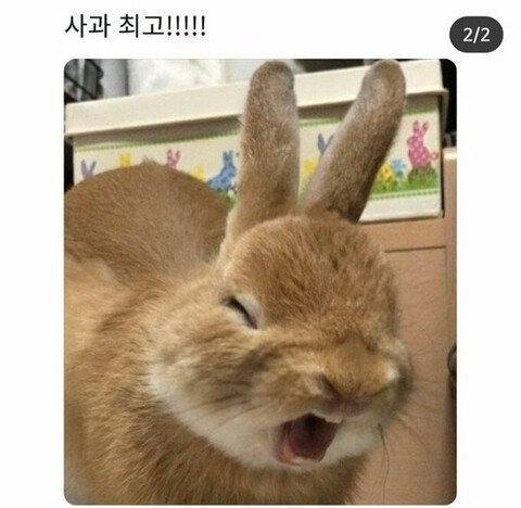 사과 맛을 본 토끼 | 인스티즈