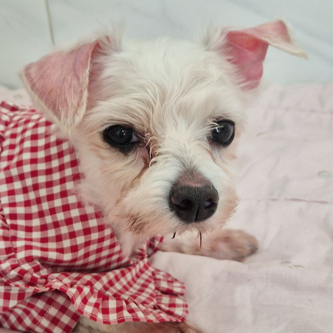 딱 3개월‼️ 따수운 임보처를 기다리는 귀염둥이들 🐶❤️ | 인스티즈