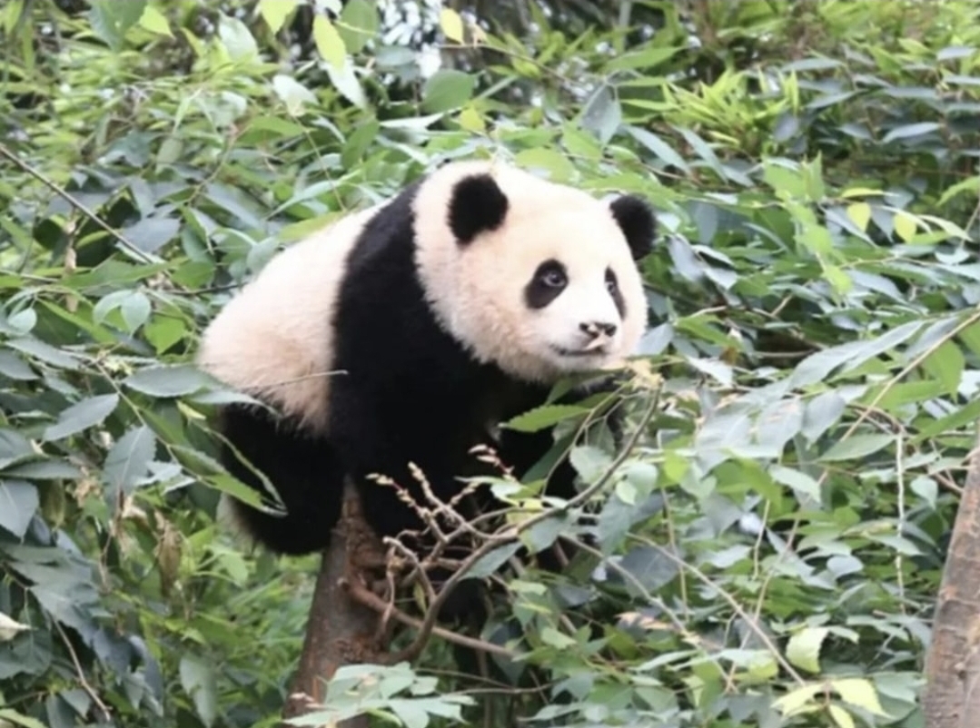 🐼 안 보이는 척하는 아기 판다 🐼 | 인스티즈