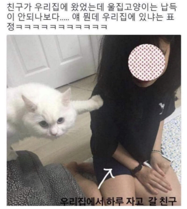 친구가 우리집에 왔는데 고양이가 허락을 안해줘.twt | 인스티즈
