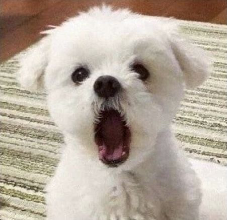 민족 대명절. 말티즈 털기 대작전 | 인스티즈