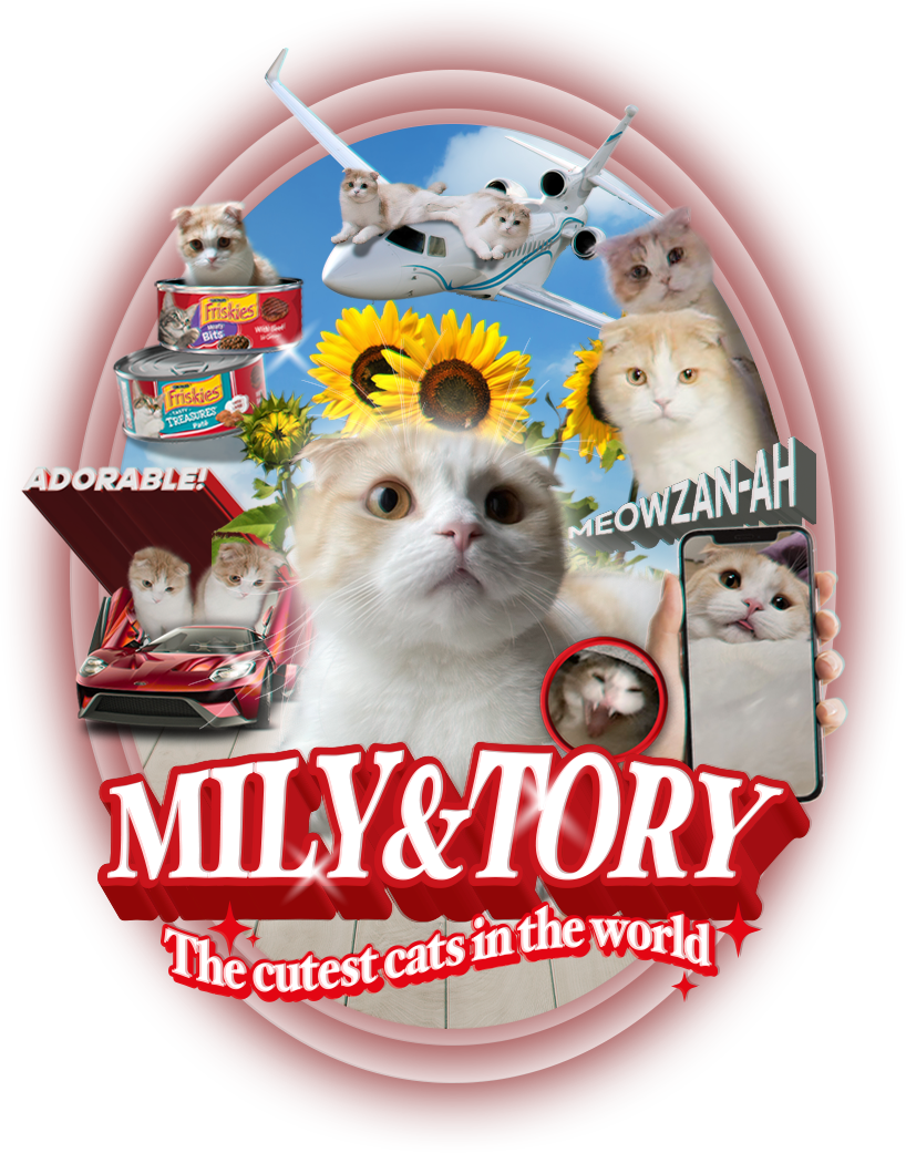 [냥귀염] 도란나 다이소에 모자 있길래 샀는데 진짜 도란나 | 인스티즈