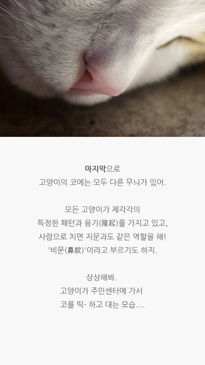 고양이 코의 비밀 | 인스티즈