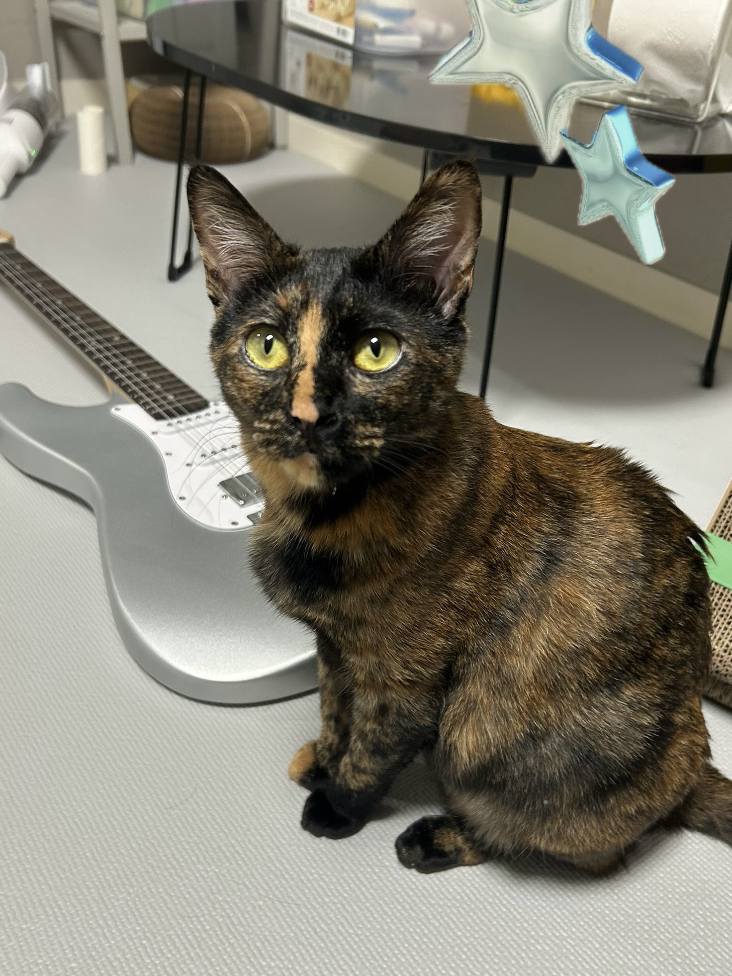 (입홍)✨ 도도한 외모지만 사람이 너무 좋은 개냥이남매 가족을 찾아요 ✨ | 인스티즈