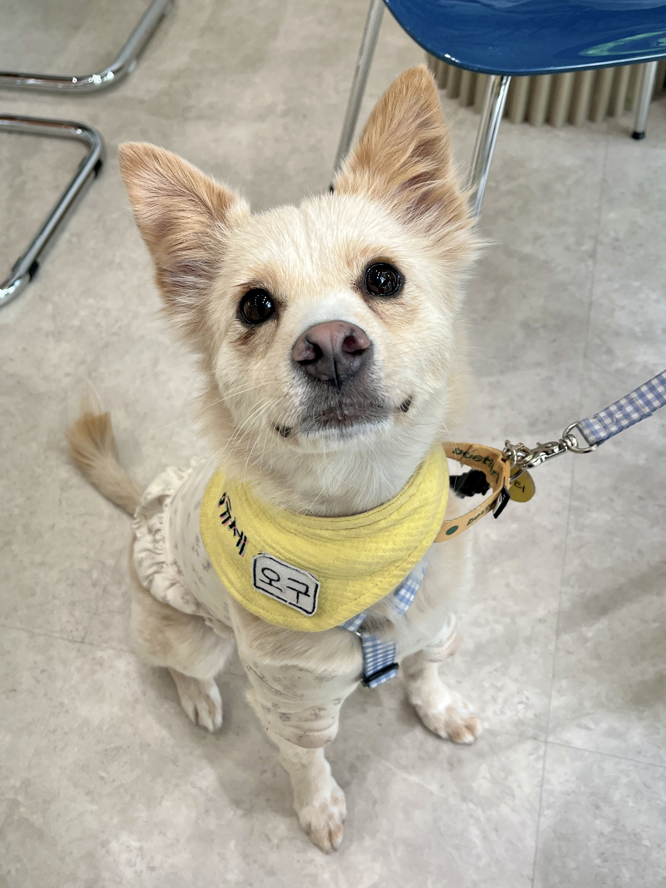 언니 나 안아.. 맨날 뽀뽀해주께💛 사랑둥이 오구의 평생가좍을 찾습니다! | 인스티즈