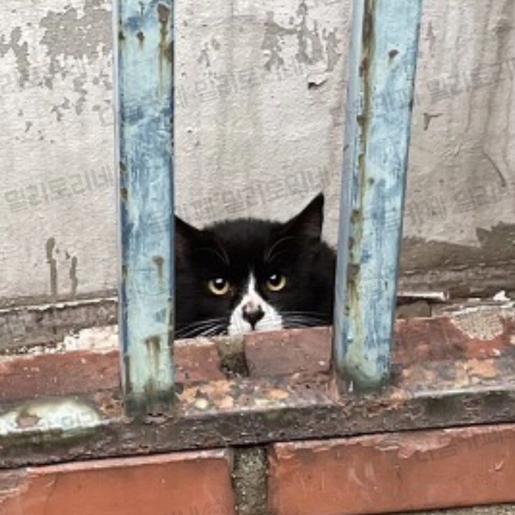 [냥귀염] 귀엽다는 이유로 내맘을 쌔벼도 되는거임? 고양이도? | 인스티즈