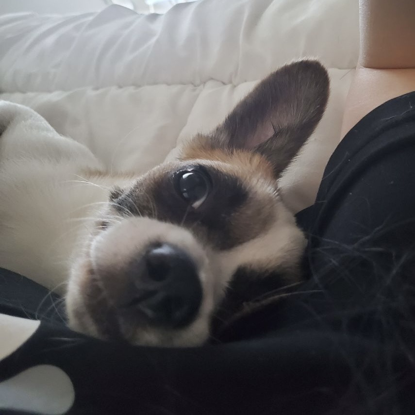 한국에서 너구리 키우기 합법임ㅇㅇ 🤎너구리믹스 모키의 가족을 찾아요! | 인스티즈