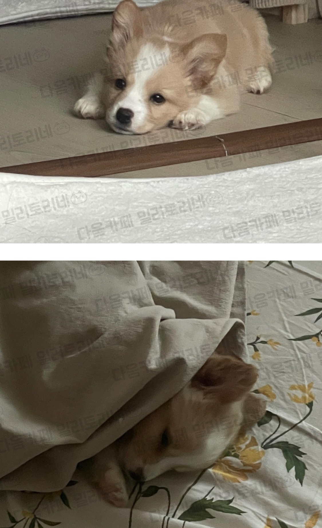 우리집 강아지 자랑함 | 인스티즈