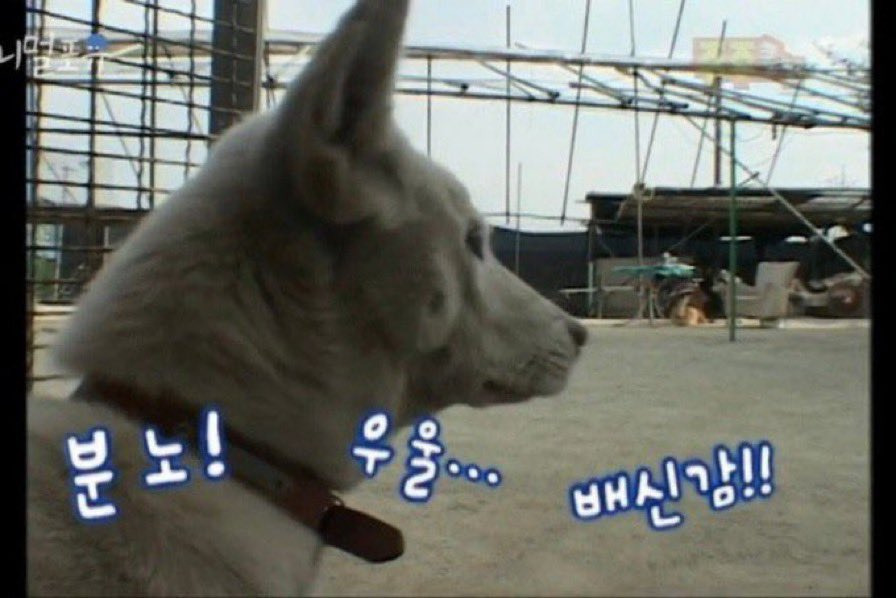 다 이미지