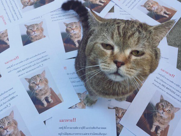 고양이 사라져서 전단지 만들었는데 뿌리기 전에 나타나서 한심하게 쳐다봄 | 인스티즈