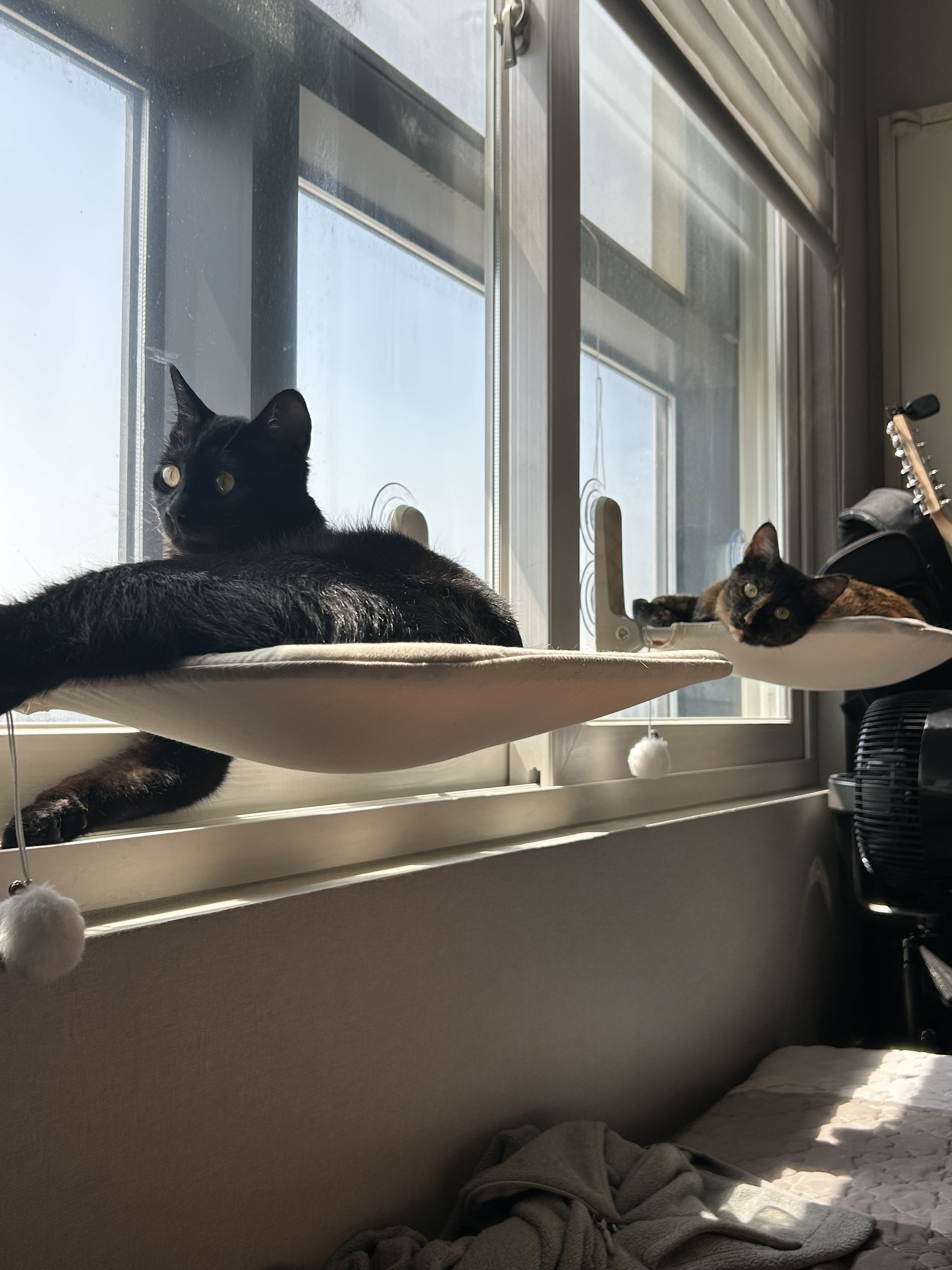 (입홍)✨ 도도한 외모지만 사람이 너무 좋은 개냥이남매 가족을 찾아요 ✨ | 인스티즈