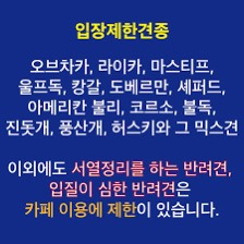대부분의 반려견시설 이용이 불가한 진돗개+진도믹스 | 인스티즈