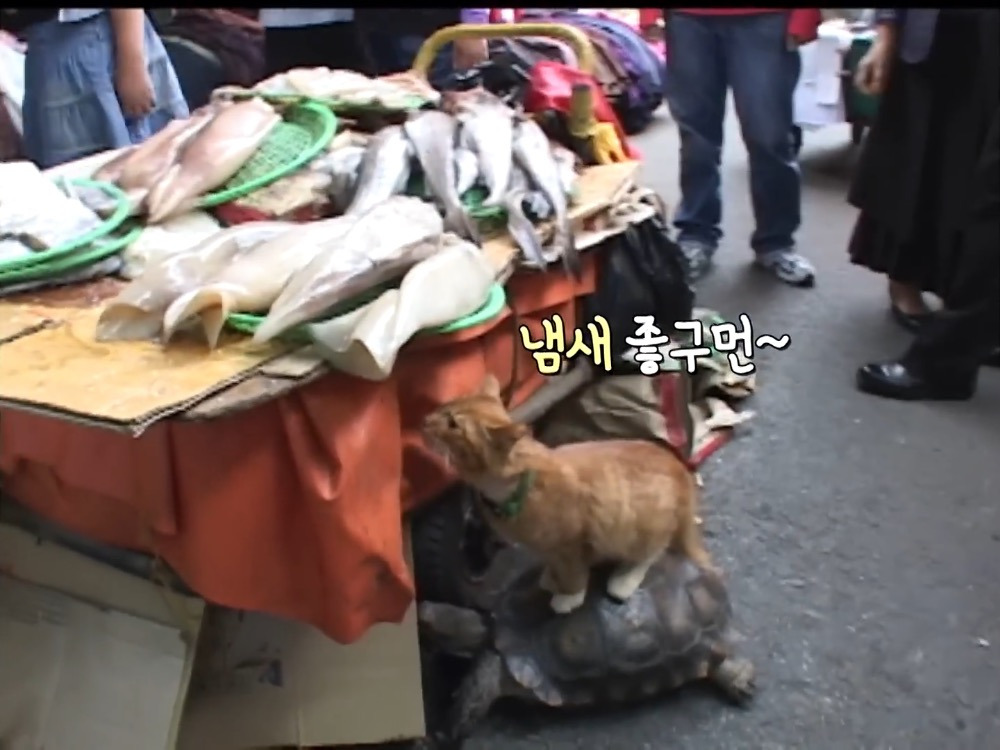 거북이 오너 고양이 | 인스티즈