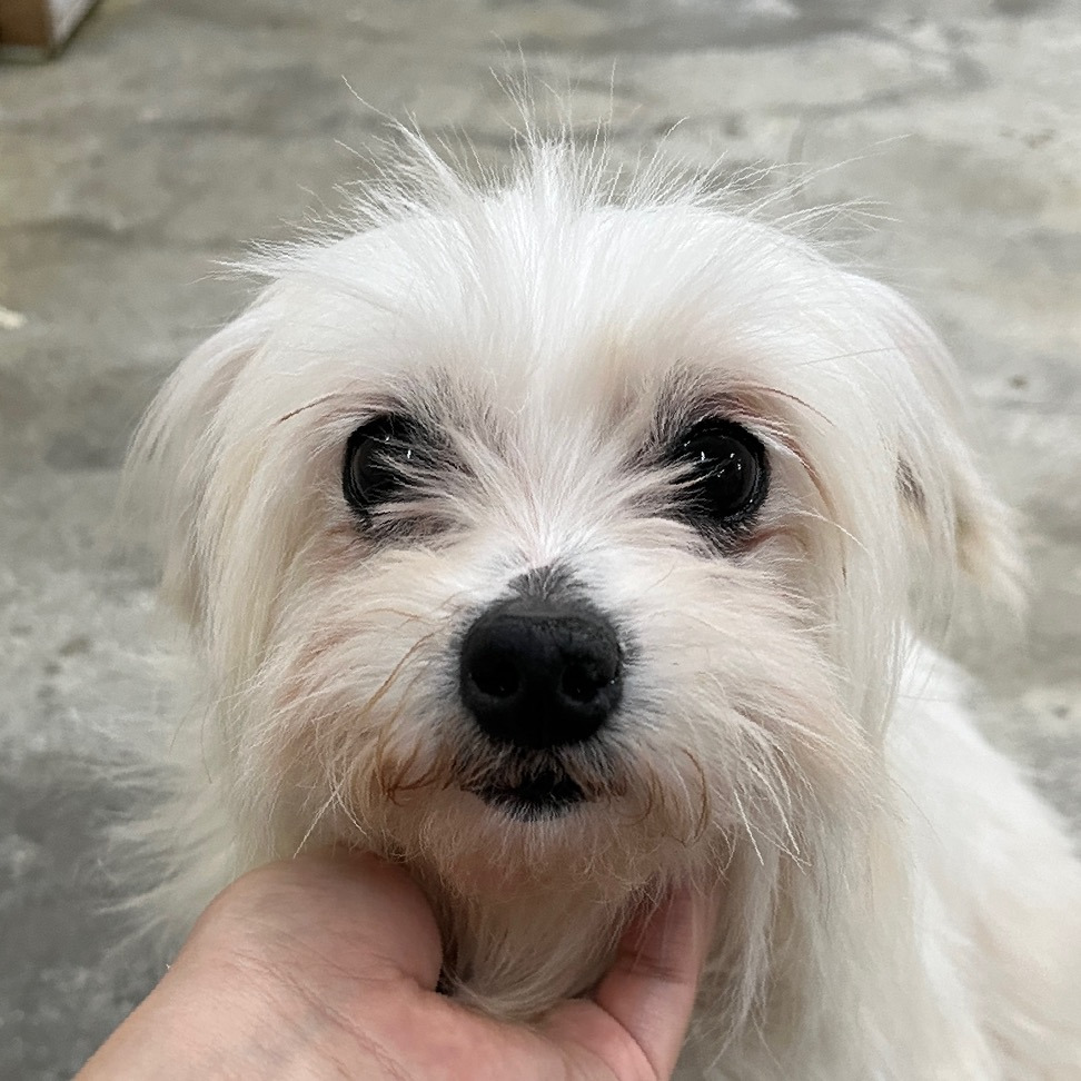 딱 3개월‼️ 따수운 임보처를 기다리는 귀염둥이들 🐶❤️ | 인스티즈