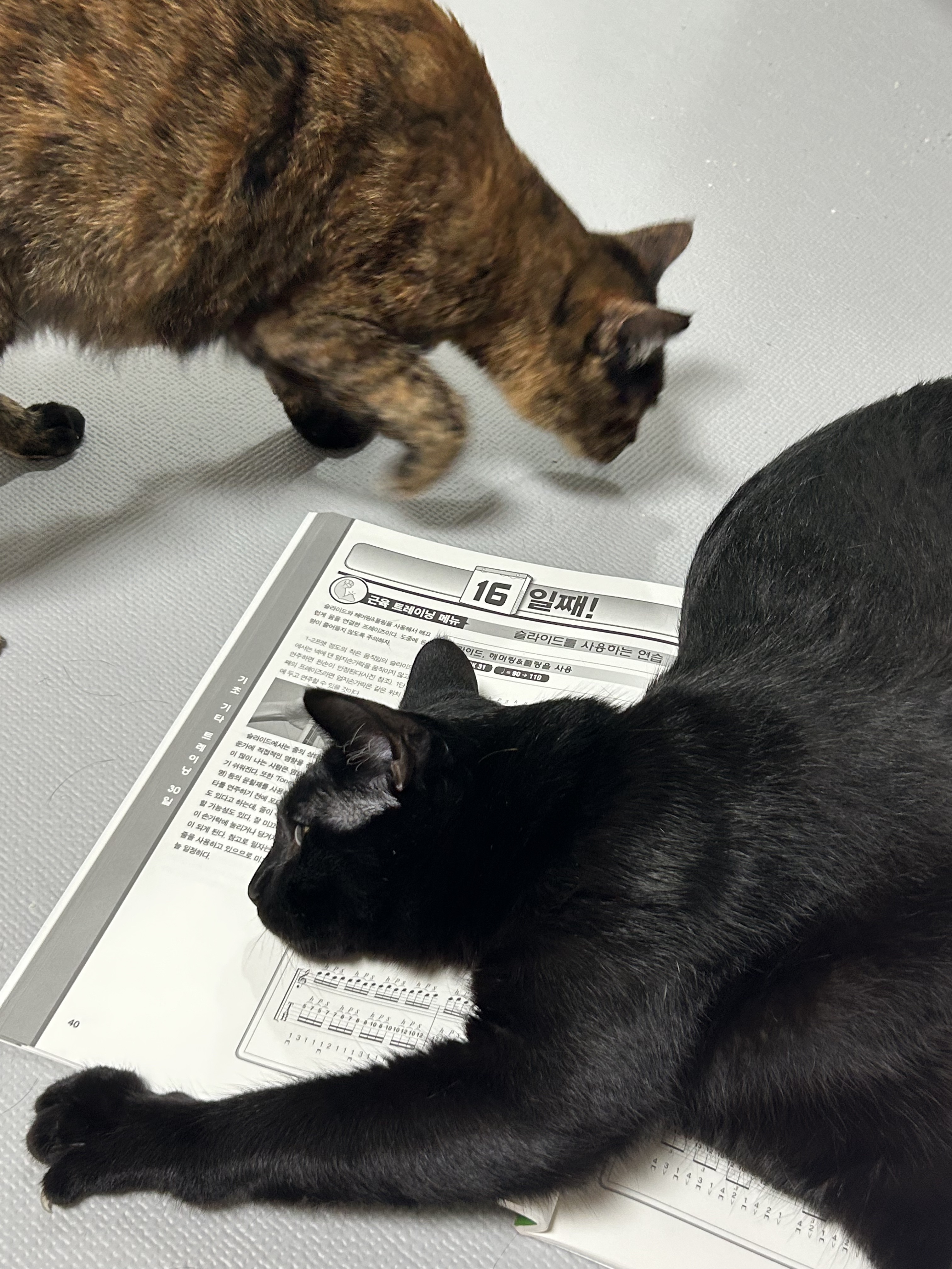 (입홍)✨ 도도한 외모지만 사람이 너무 좋은 개냥이남매 가족을 찾아요 ✨ | 인스티즈