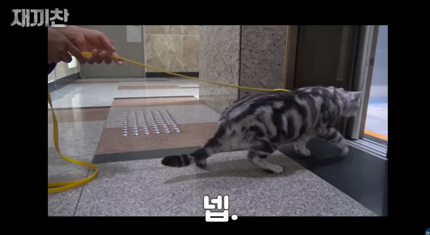 고양이 산책 시키는 강아지 훈련사 이찬종 선생님 | 인스티즈