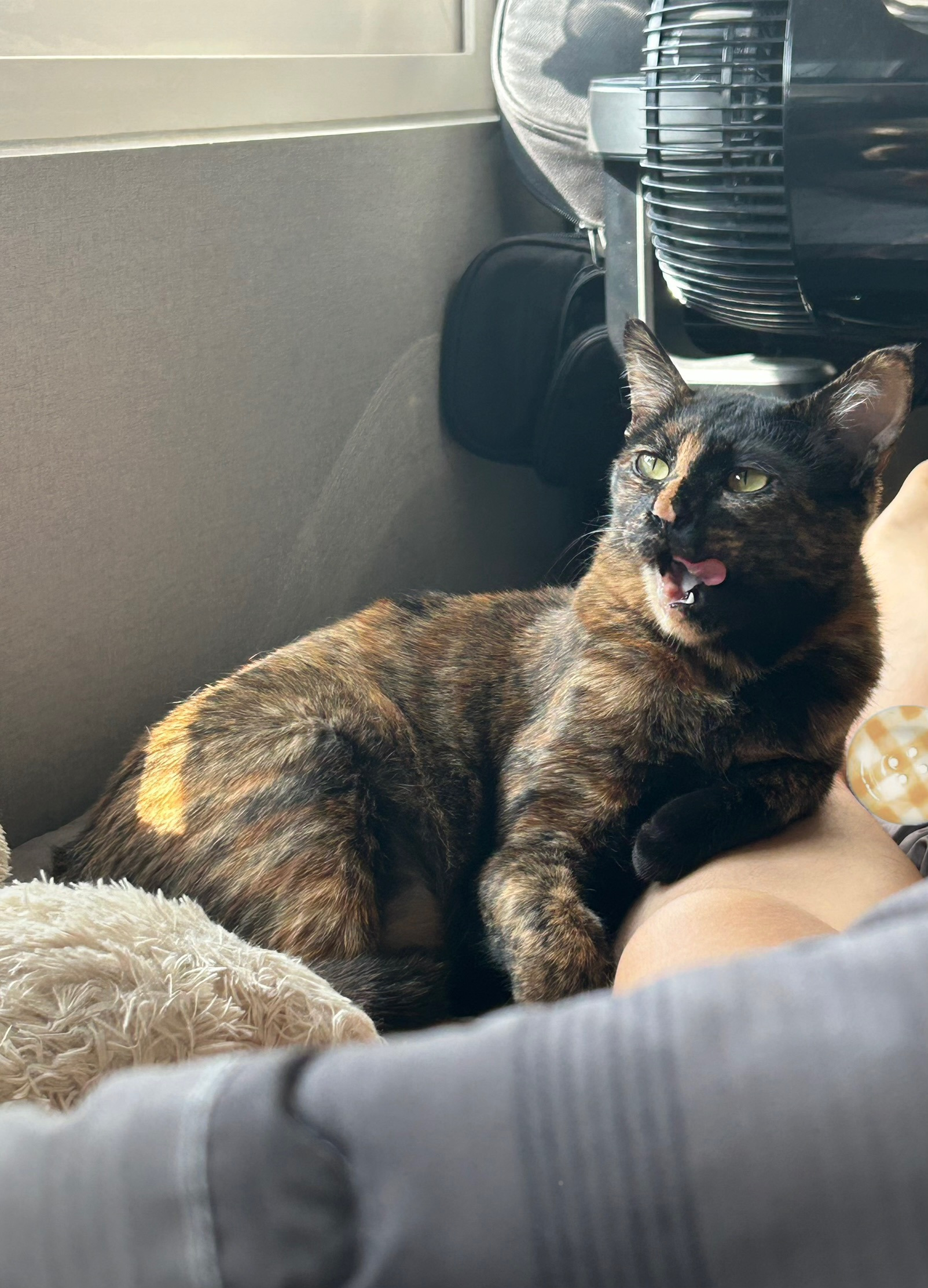 (입홍)✨ 도도한 외모지만 사람이 너무 좋은 개냥이남매 가족을 찾아요 ✨ | 인스티즈