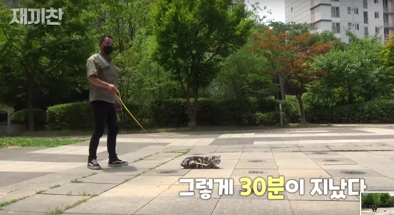 고양이 산책 시키는 강아지 훈련사 이찬종 선생님 | 인스티즈