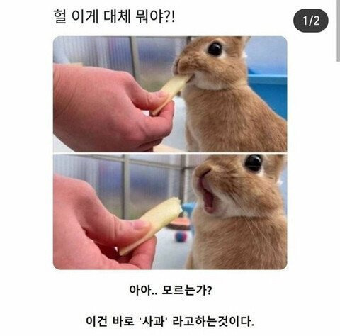 사과 맛을 본 토끼 | 인스티즈