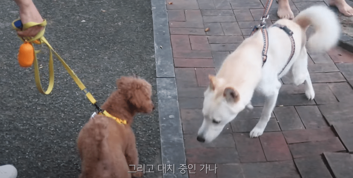 방금 뜬 아이돌 브이로그의 미스테리 | 인스티즈