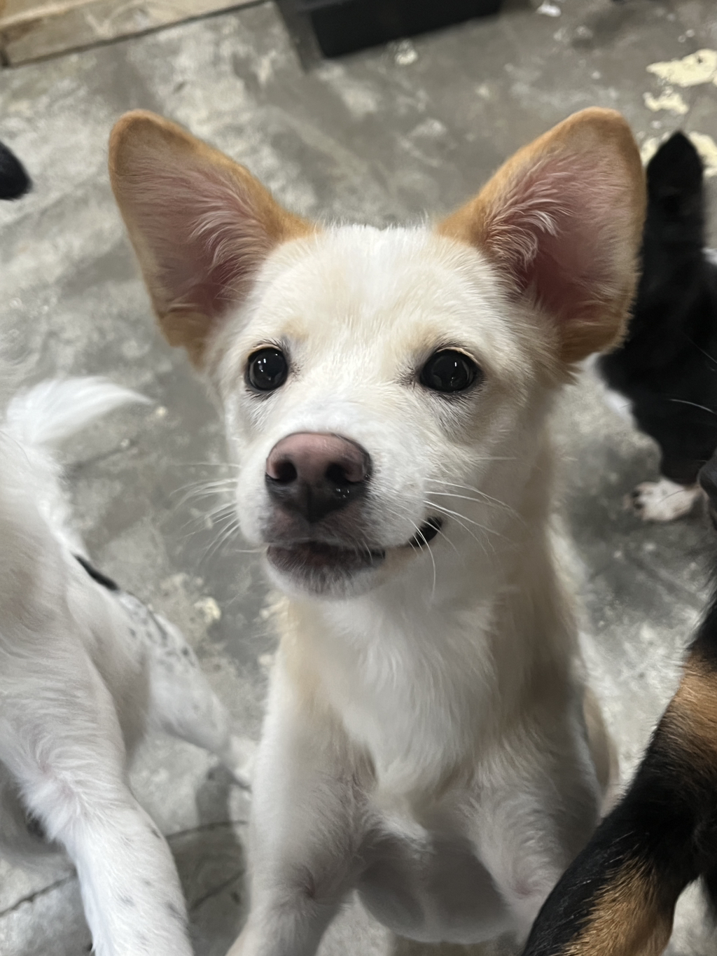 딱 3개월‼️ 따수운 임보처를 기다리는 귀염둥이들 🐶❤️ | 인스티즈