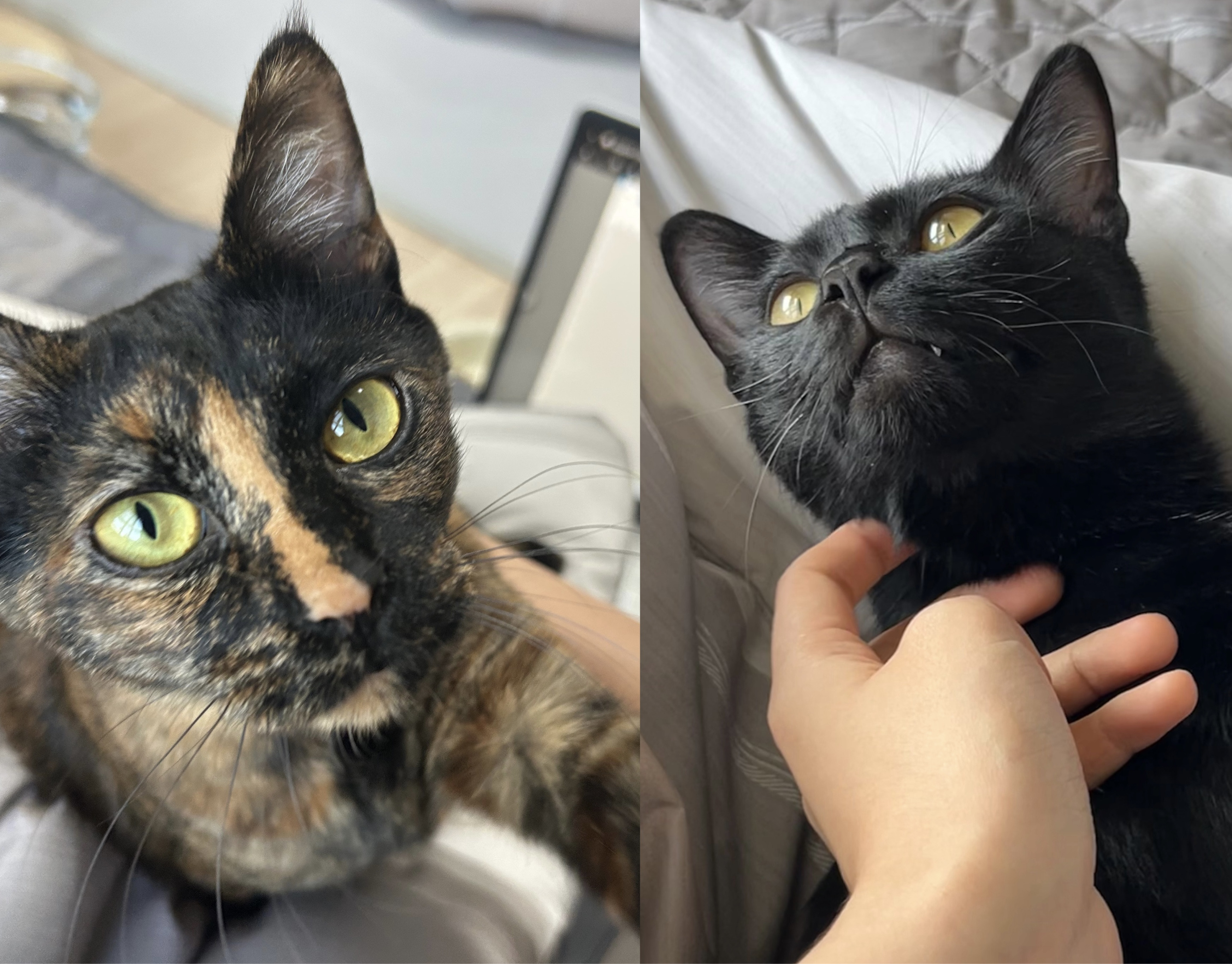 (입홍)✨ 도도한 외모지만 사람이 너무 좋은 개냥이남매 가족을 찾아요 ✨ | 인스티즈