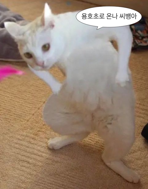 온나 이미지