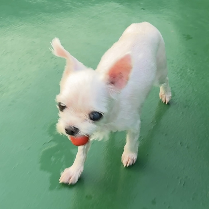 우리집 옥상정원에 토마토가 자꾸 사라지는거야 결국 도둑 잡음;; | 인스티즈