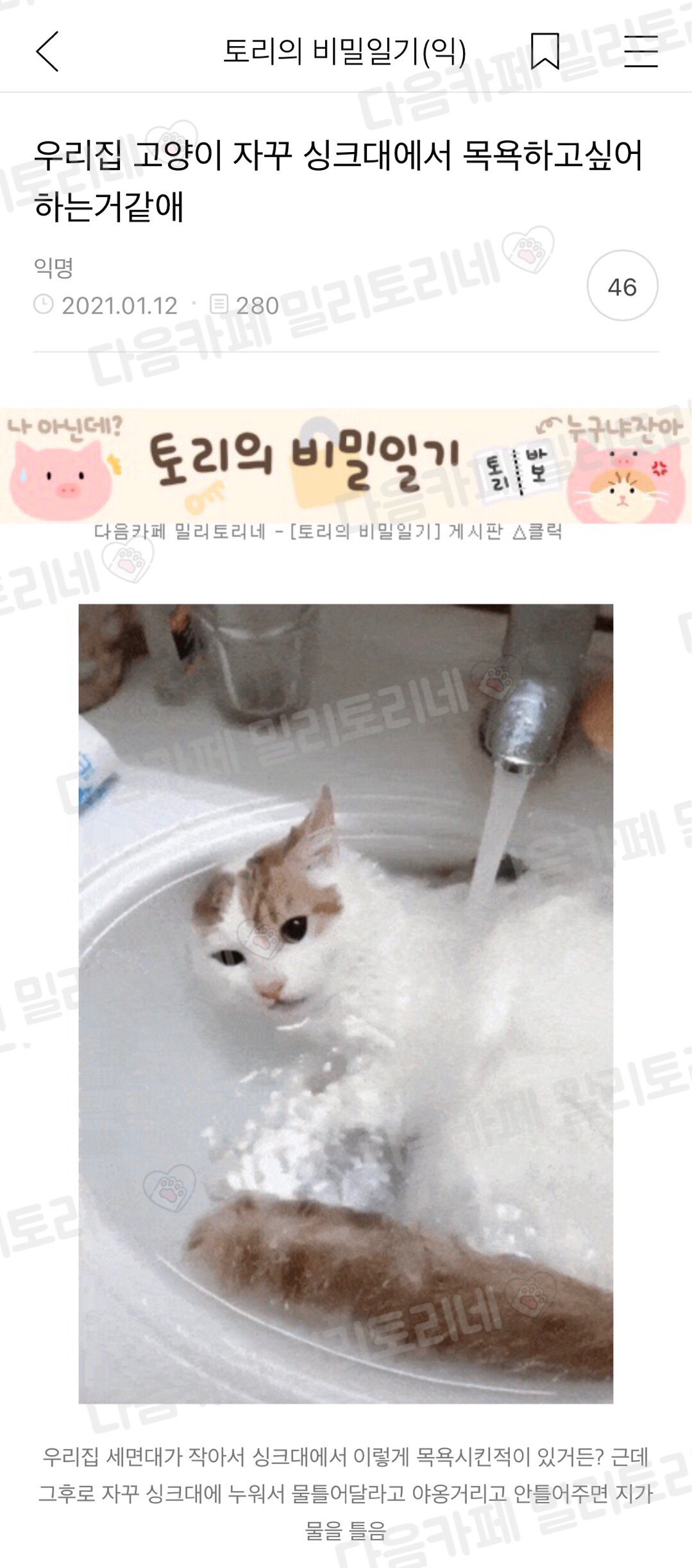 우리 집 고양이 자꾸 싱크대에서 목욕하고 싶어 하는 거 같애 | 인스티즈