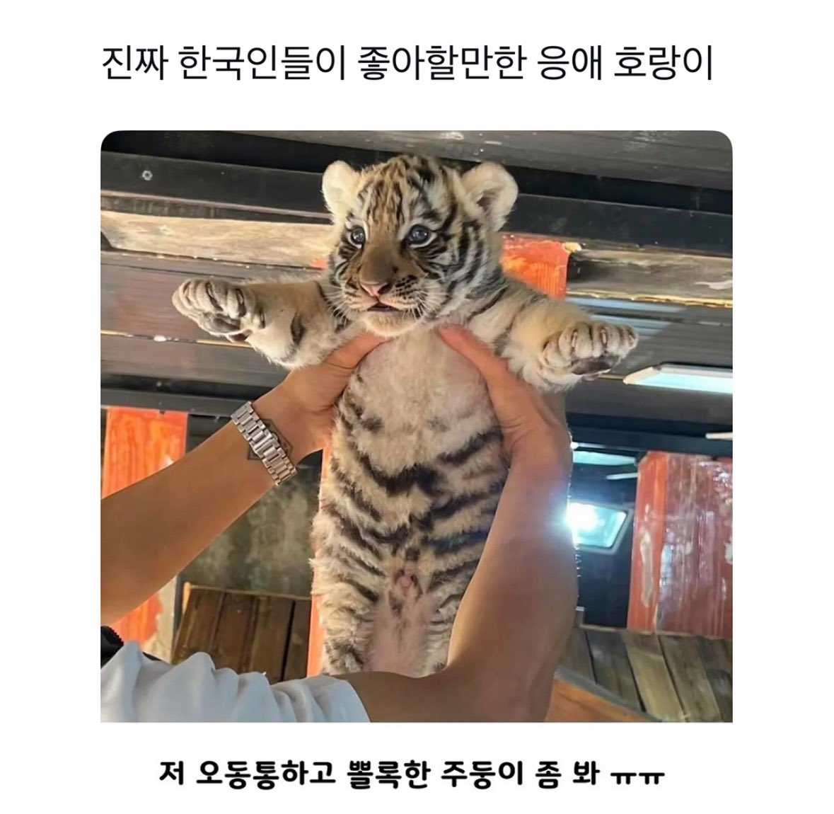 진짜 한국인들이 좋아할만한 응애 호랑이 | 인스티즈