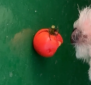 우리집 옥상정원에 토마토가 자꾸 사라지는거야 결국 도둑 잡음;; | 인스티즈