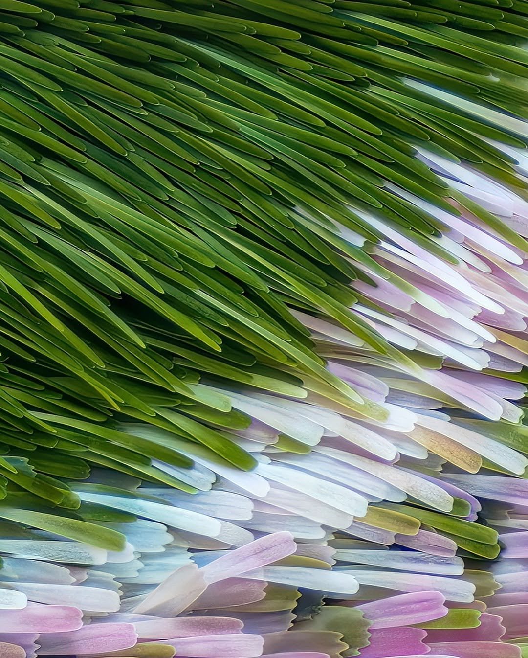 나비랑 나방 날개 확대한 거라고 함 | 인스티즈