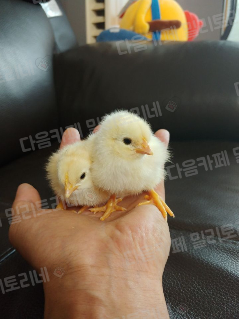 병아리들 내 보지 좋아함 | 인스티즈
