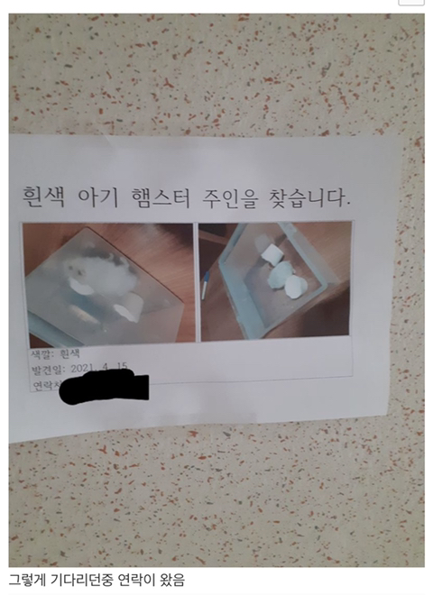 집에서 쥐 나왔는데 햄스터 같기도 하고..(+후기) | 인스티즈
