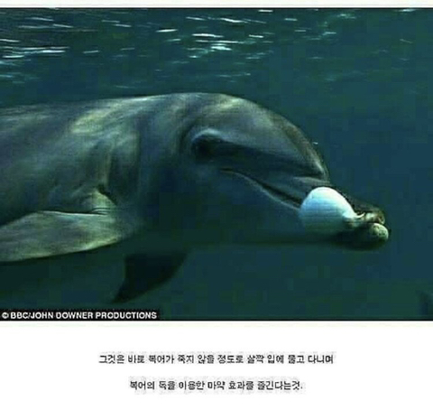 돌고래들이 마약하는 법 | 인스티즈