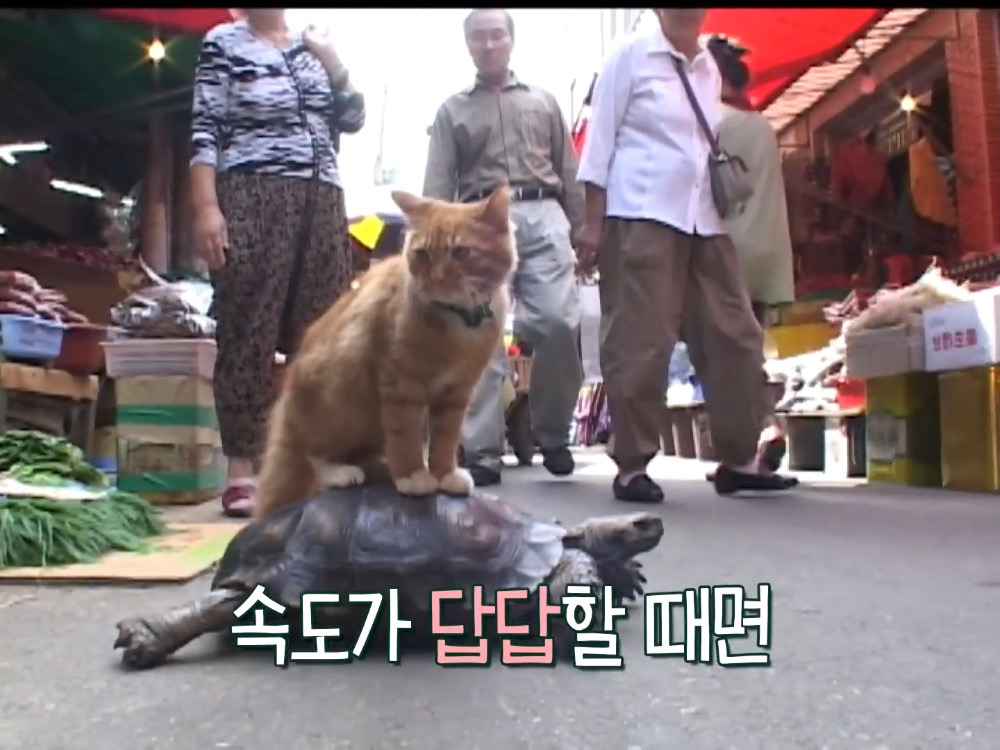 거북이 오너 고양이 | 인스티즈