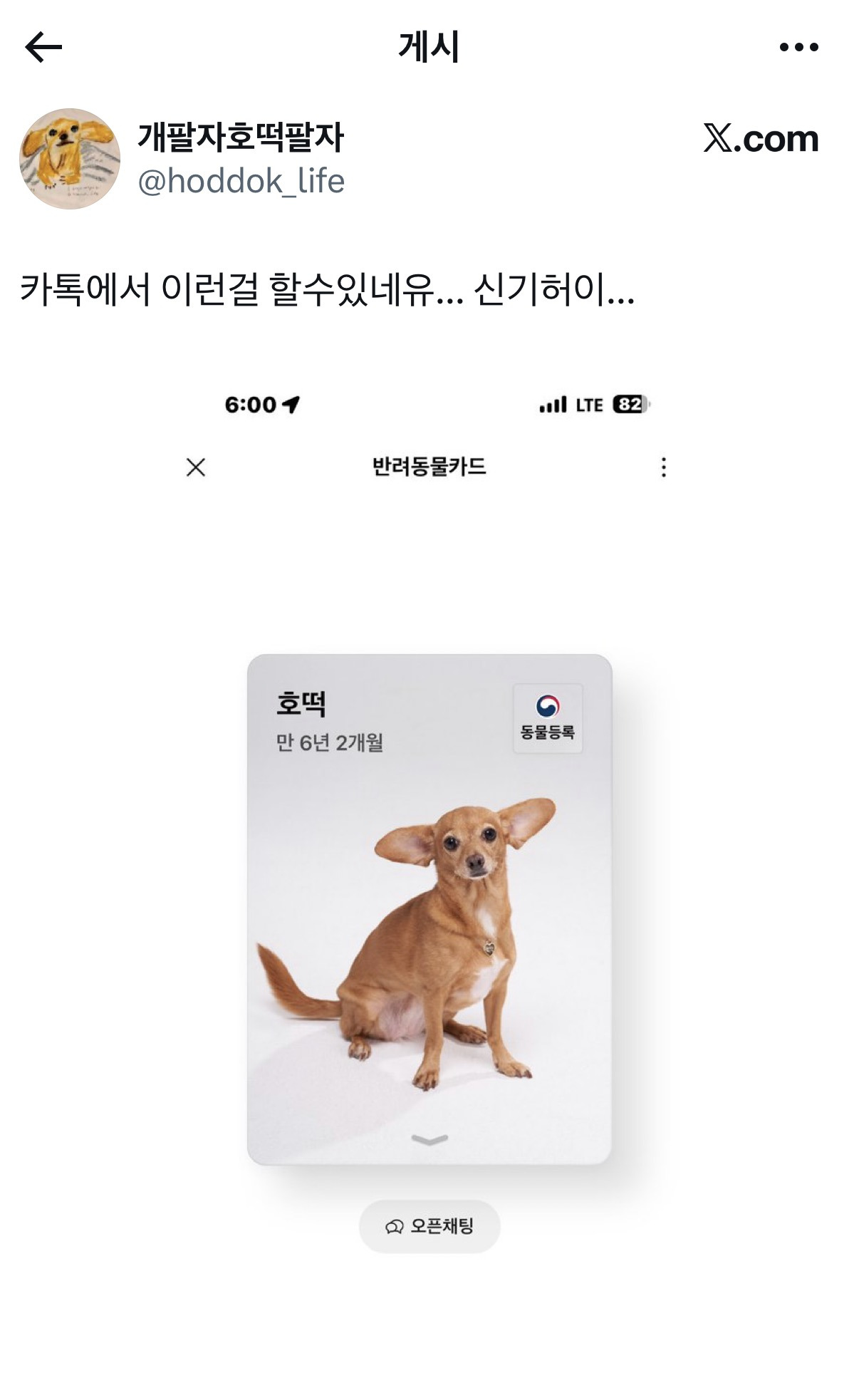 카톡 반려동물카드 | 인스티즈